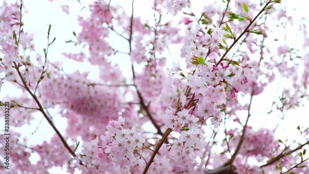 Moving pink blooming sakura cherry blossom background in spring Moving pink blooming sakura cherry blossom background in spring