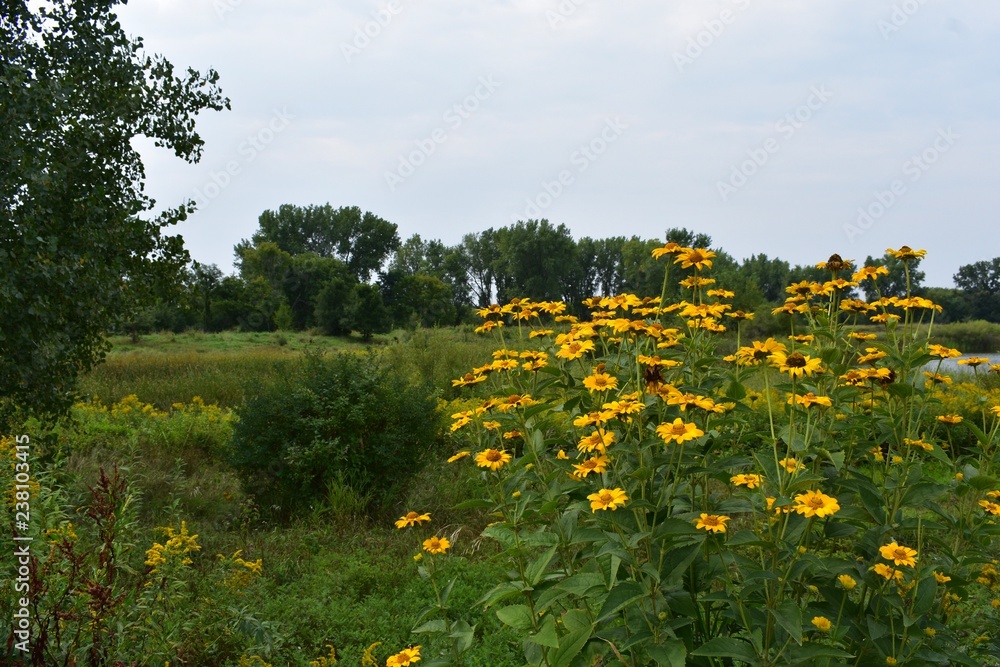 Obraz premium Yellow flowers in the field