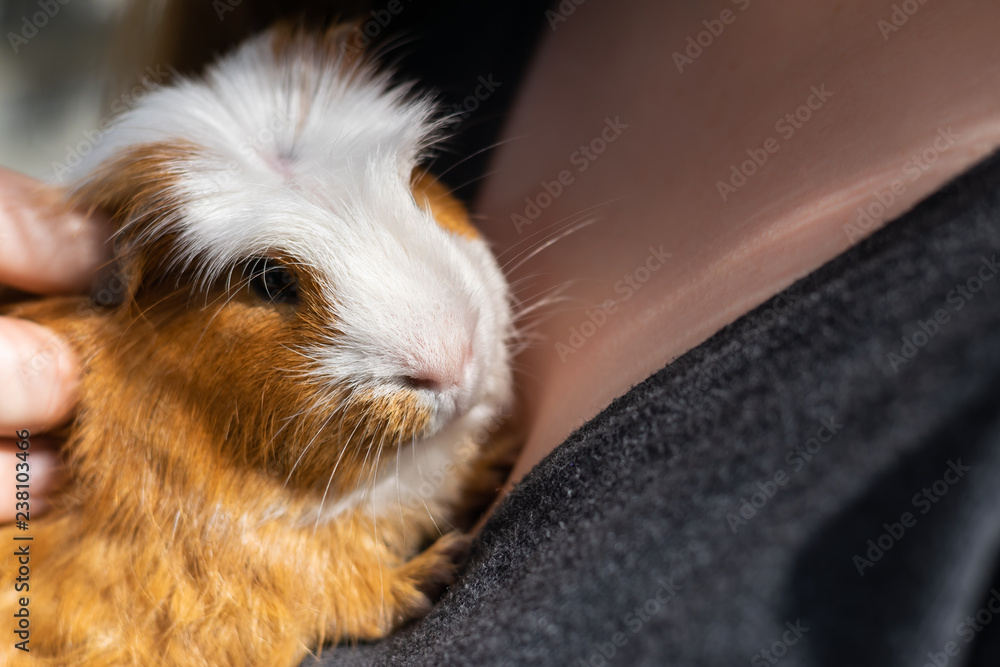 Girl is holding a white brown guinea pig Girl is holding a white brown guinea pig