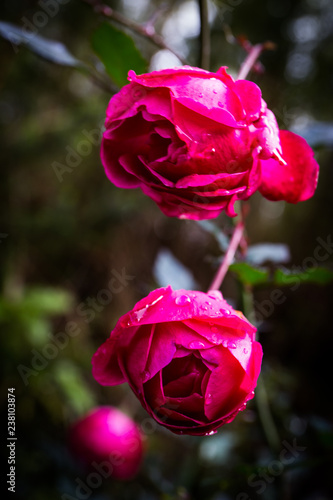 a red rose macro picture with beautiful blossom photo