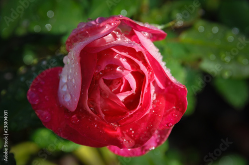 Roses sous la pluie