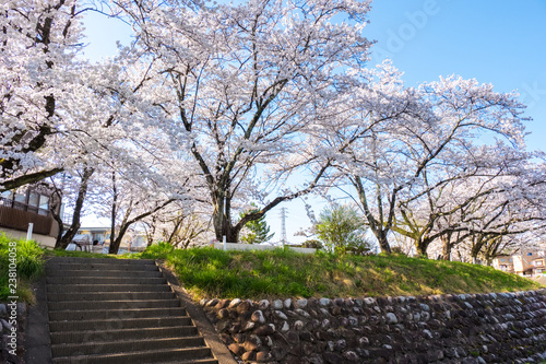 Full bloom cherry blossoms in Takayama city, Japan photo