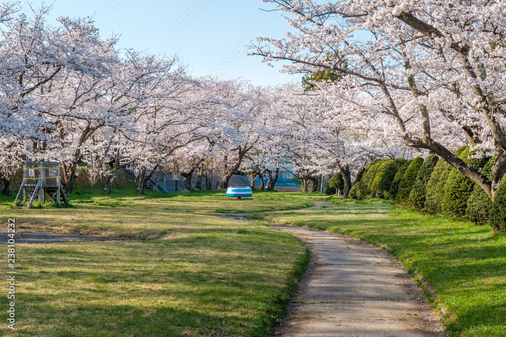 Full bloom cherry blossoms in Takayama city, Japan