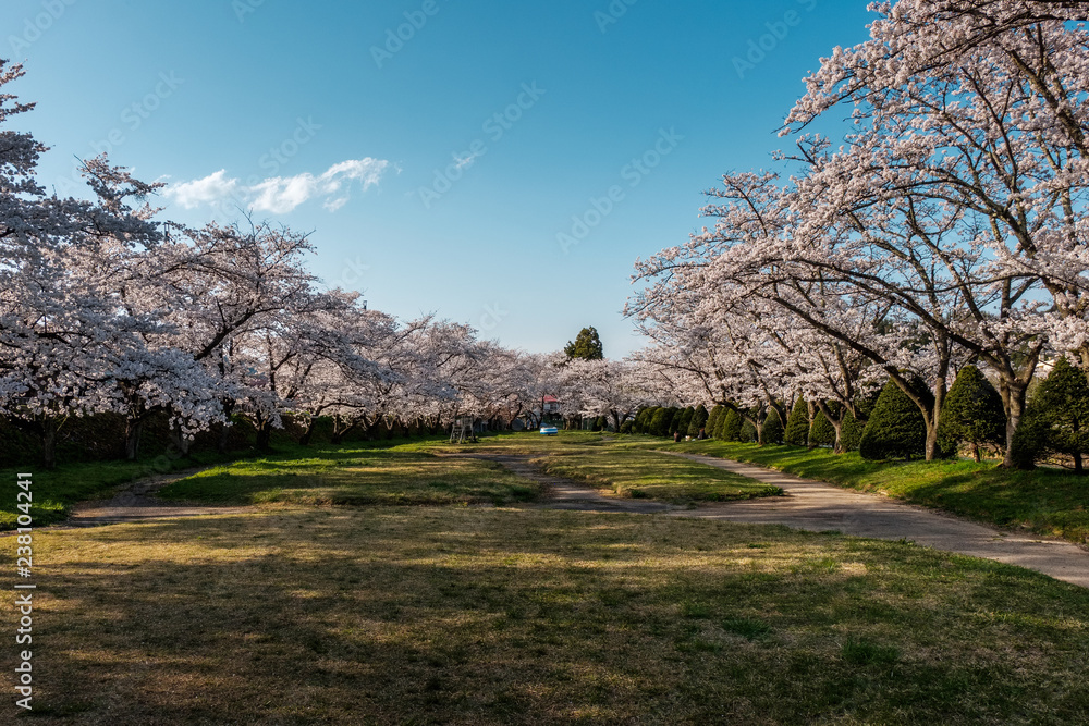 Full bloom cherry blossoms in Takayama city, Japan Full bloom cherry blossoms in Takayama city, Japan