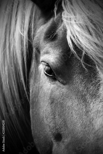 Beautiful Black and White Portrait of a Horse © rstpierr