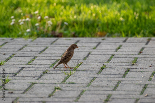 sparows and a piece of bread