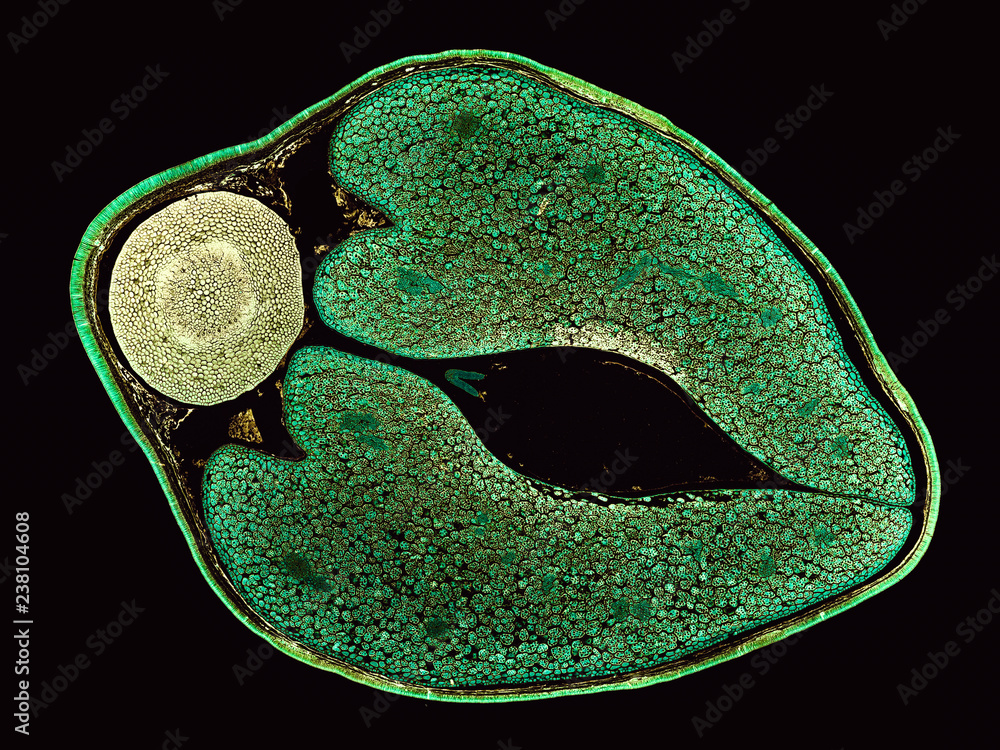 phaseolus vulgaris bean seed cross section cut under the microscope