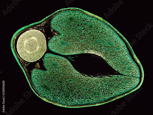 phaseolus vulgaris bean seed - cross section cut under the microscope – microscopic view of plant cells for botanic education
