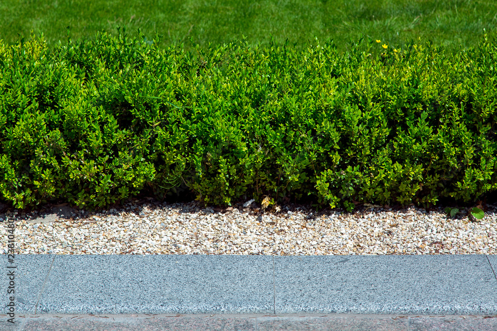 Green hedge of deciduous evergreen bushes strewn with gravel between ...