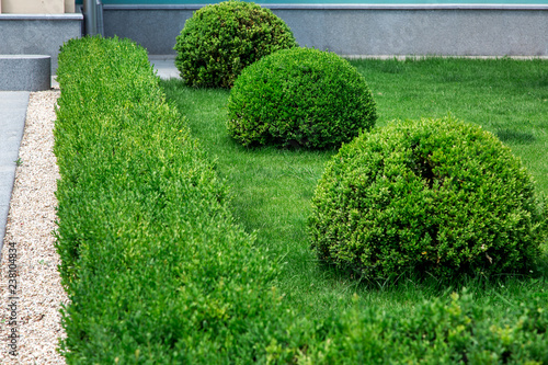 Garden bushes are evergreen, landscape design of green grass and deciduous bushes shot in a round and rectangular shape.