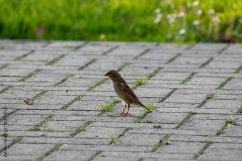 sparows and a piece of bread