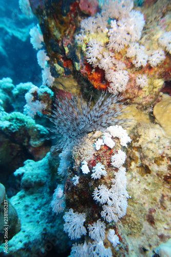 El Quseir: A beautiful feather duster worm spreading its feathery branches out of its tube
