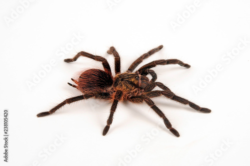 Kuba-Vogelspinne (Phormictopus cubensis) - tarantula from Cuba photo