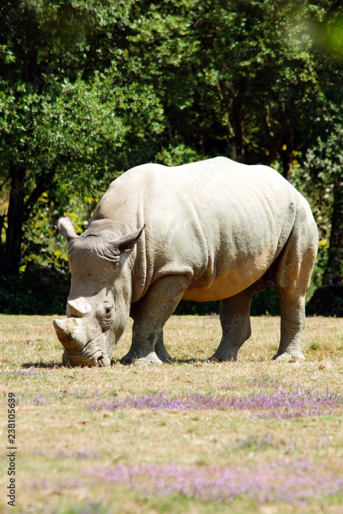 Fototapeta premium Rhinocéros blanc en train de manger