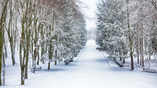 Snow-covered trees in the city park