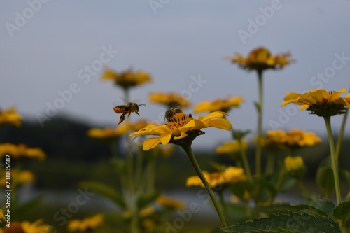 Flying bee on Yellow flowers in the field