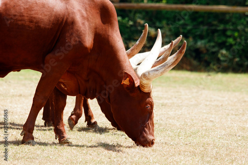 Boeuf Watussi