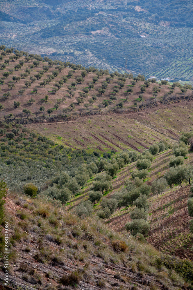 olive- or almondyard in the spanish mountains