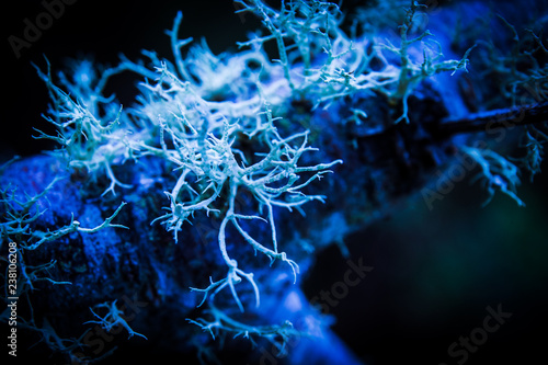 macro of some fungi in blue lights photo