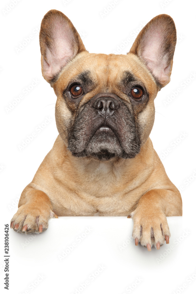 French Bulldog above banner, isolated