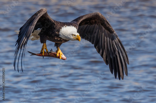 Bald eagle with a fish