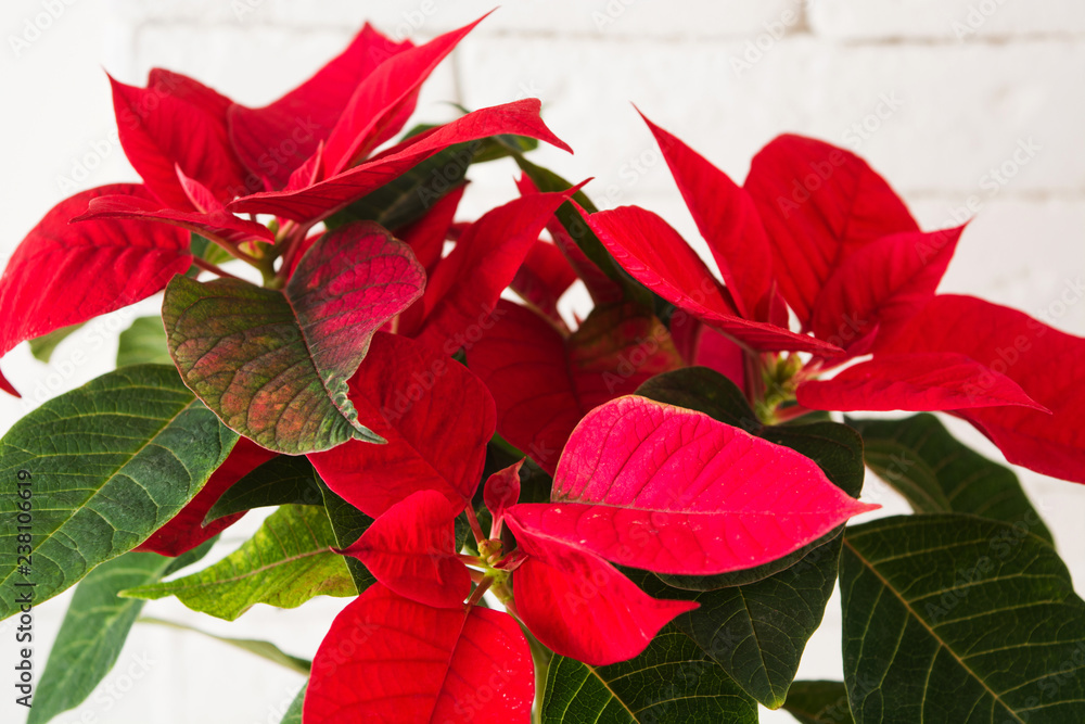 Red holiday poinsettia on light background Red holiday poinsettia on light background