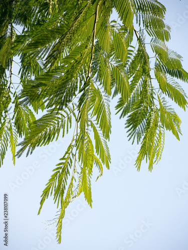 Zweige des Palisanderbaums oder Jacarandabaums photo