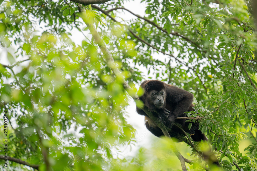 Fototapeta premium Howler Monkey Laying in Tree Costa Rica