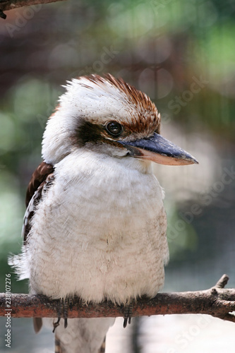 uccelli-giardino zoologico-natura-testa-natura