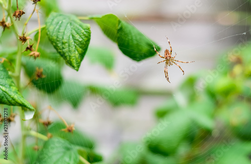 Brown spider and spider web between raspberry leaves. © mimpki