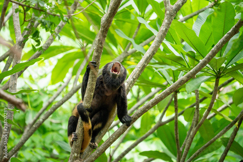 Fototapeta Naklejka Na Ścianę i Meble -  Howler Monkey Yawning in Tree Costa Rica