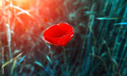Fototapeta Naklejka Na Ścianę i Meble -  wild poppy flower at sunset