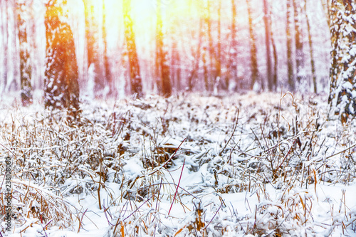 Wallpaper Mural Snow-covered grass in city park. Torontodigital.ca