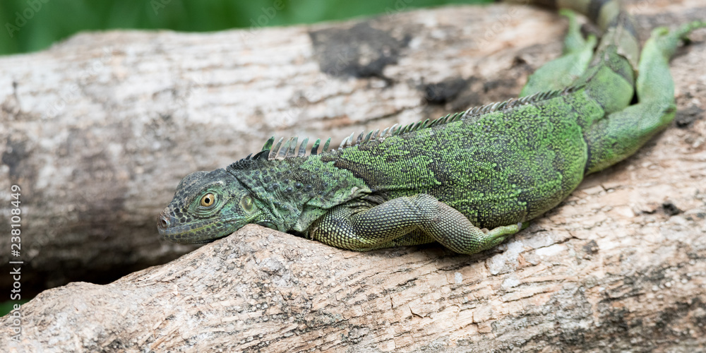 Lazy Green Iguana (Iguana iguana) laying on branch, lounging in diffused sunlight totally relaxed. Lazy Green Iguana (Iguana iguana) laying on branch, lounging in diffused sunlight totally relaxed.