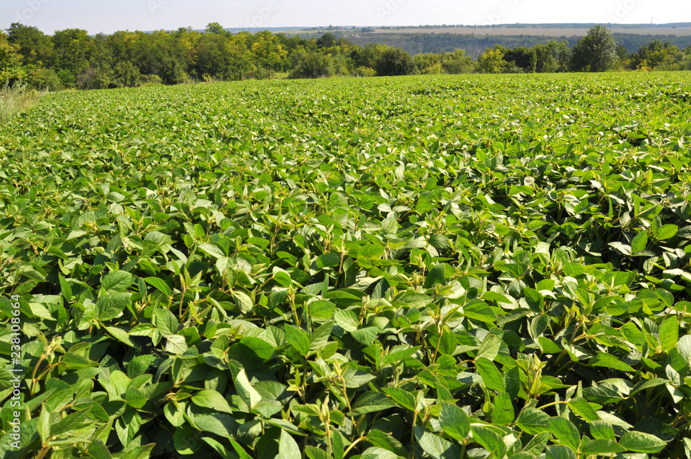 The field grows soy The field grows soy