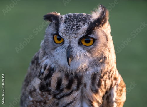 Portrait of European eagle-owl with orange eyes, also known as the Eurasian eagle owl. © Lois GoBe