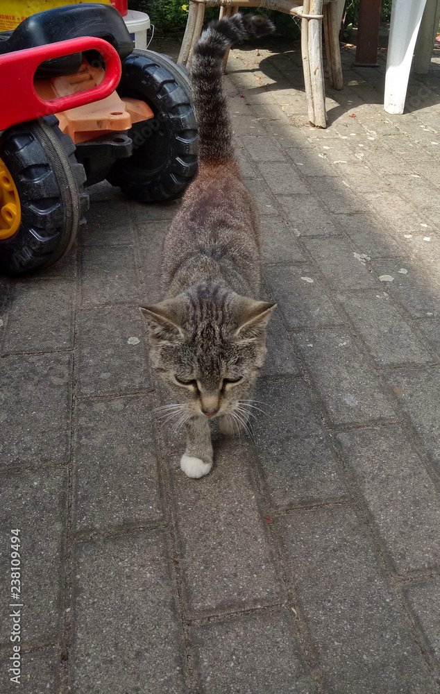 Obraz premium Katze