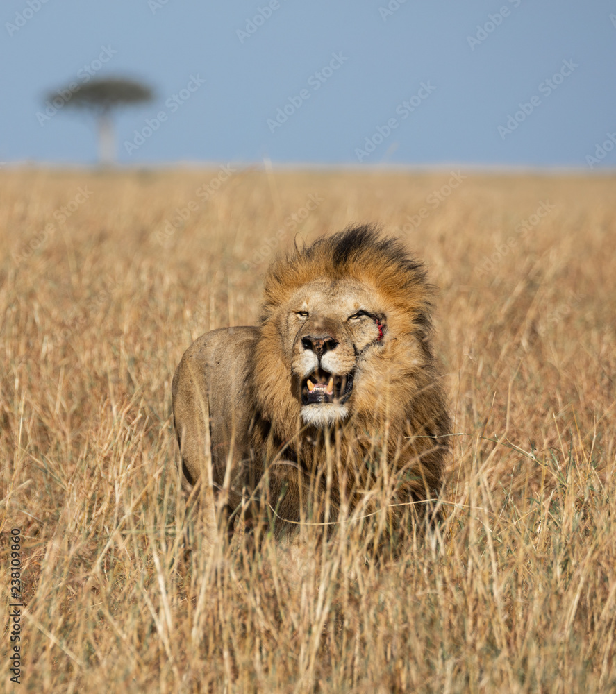 Full body portrait of Sand River or Elawana male lion surrounded by tall grass of the Masai Mara with acacia tree and blue sky in blurred background in Kenya