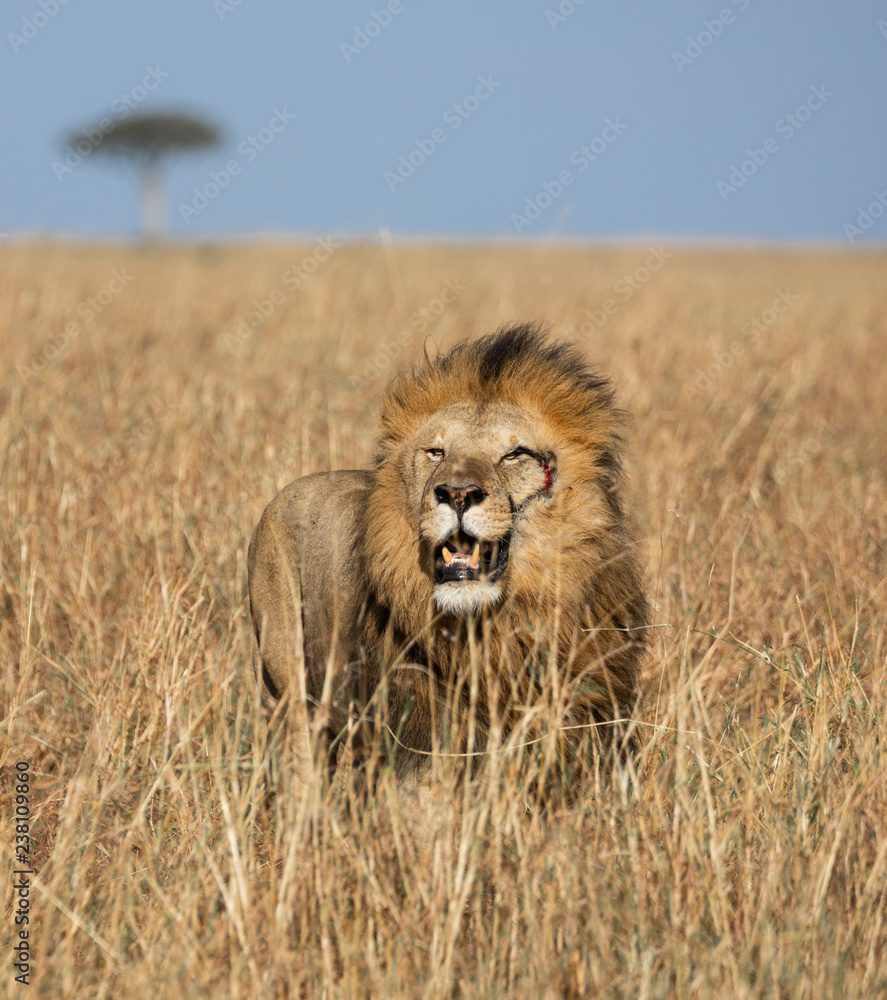 Full body portrait of Sand River or Elawana male lion surrounded by tall grass of the Masai Mara with acacia tree and blue sky in blurred background in Kenya Full body portrait of Sand River or Elawana male lion surrounded by tall grass of the Masai Mara with acacia tree and blue sky in blurred background in Kenya