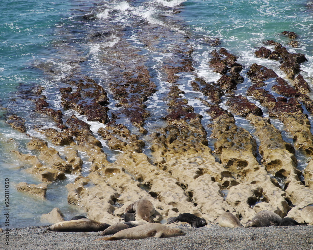 Sea elephants rest on the Atlantic Coast of Patagonia