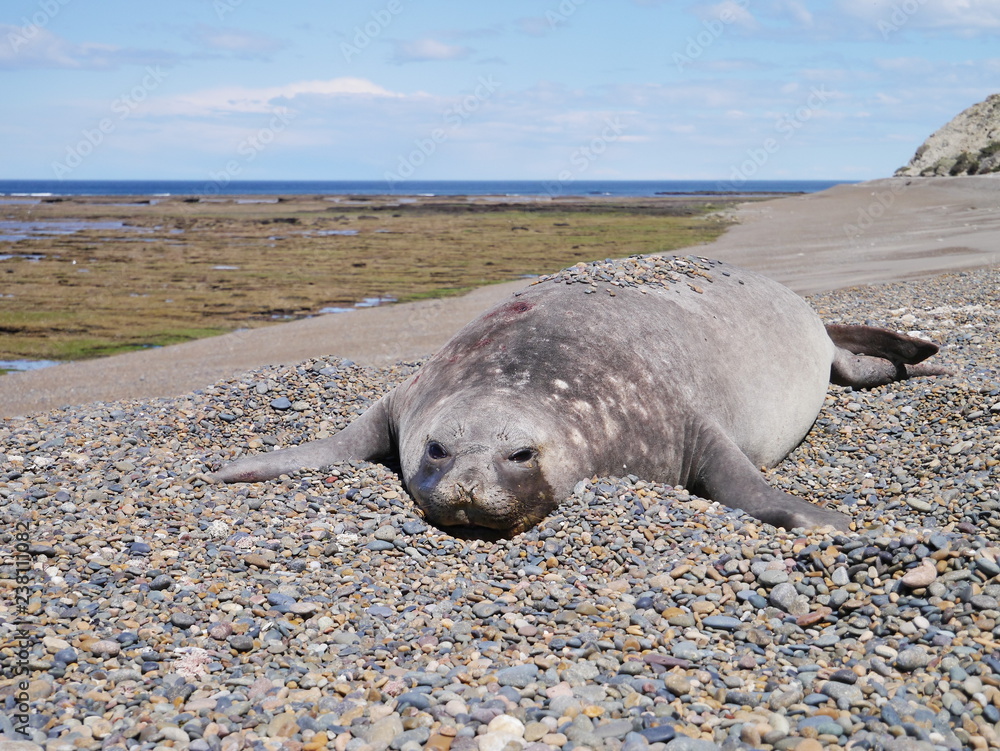 Sea elephants rest on the Atlantic Coast of Patagonia