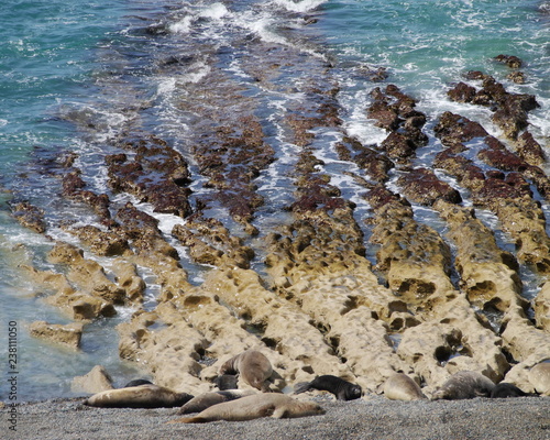 Obraz na płótnie Sea elephants rest on the Atlantic Coast of Patagonia w salonie