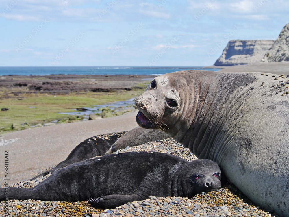 Sea elephants rest on the Atlantic Coast of Patagonia