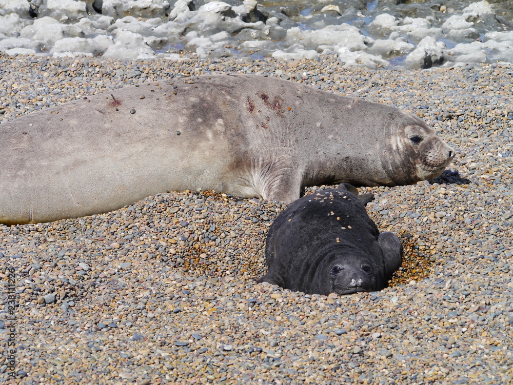 Sea elephants rest on the Atlantic Coast of Patagonia