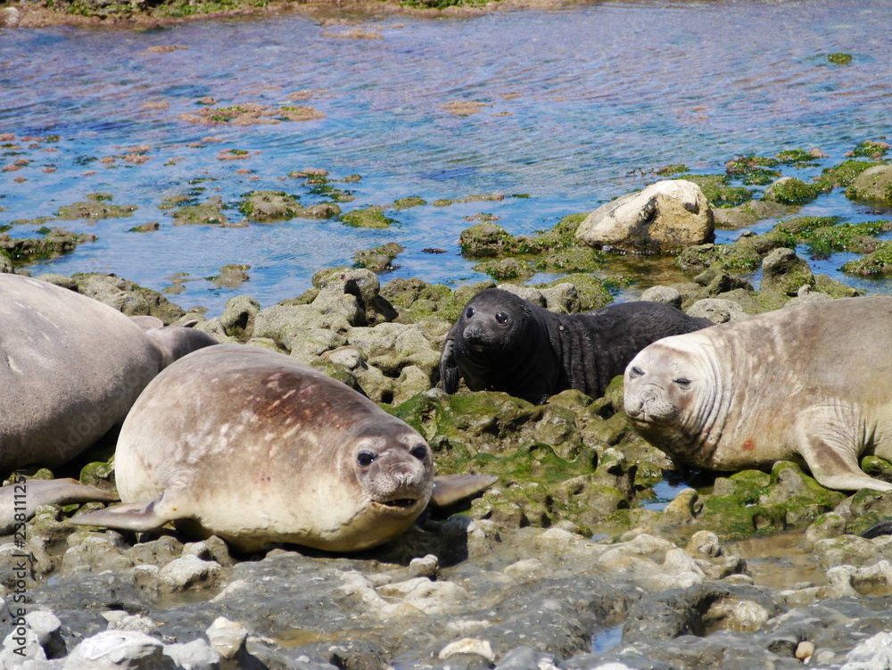 Sea elephants rest on the Atlantic Coast of Patagonia