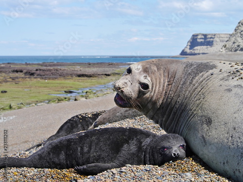 Obraz na płótnie Sea elephants rest on the Atlantic Coast of Patagonia w salonie