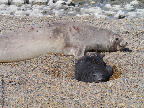 Obraz na płótnie Sea elephants rest on the Atlantic Coast of Patagonia w salonie