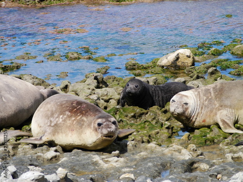 Obraz na płótnie Sea elephants rest on the Atlantic Coast of Patagonia w salonie