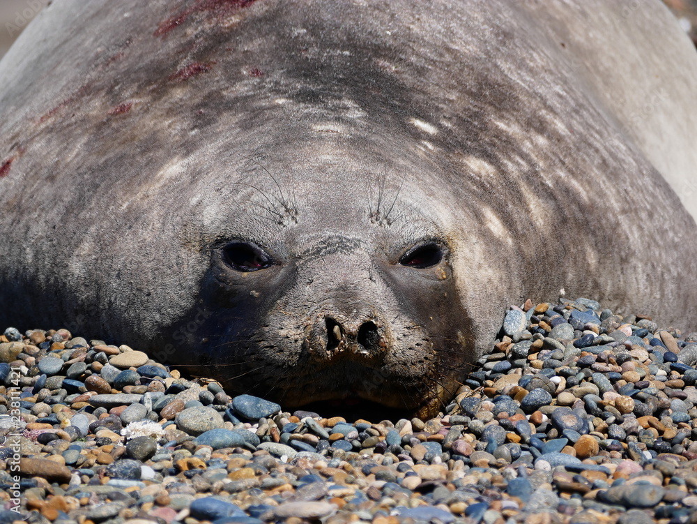 Sea elephants rest on the Atlantic Coast of Patagonia