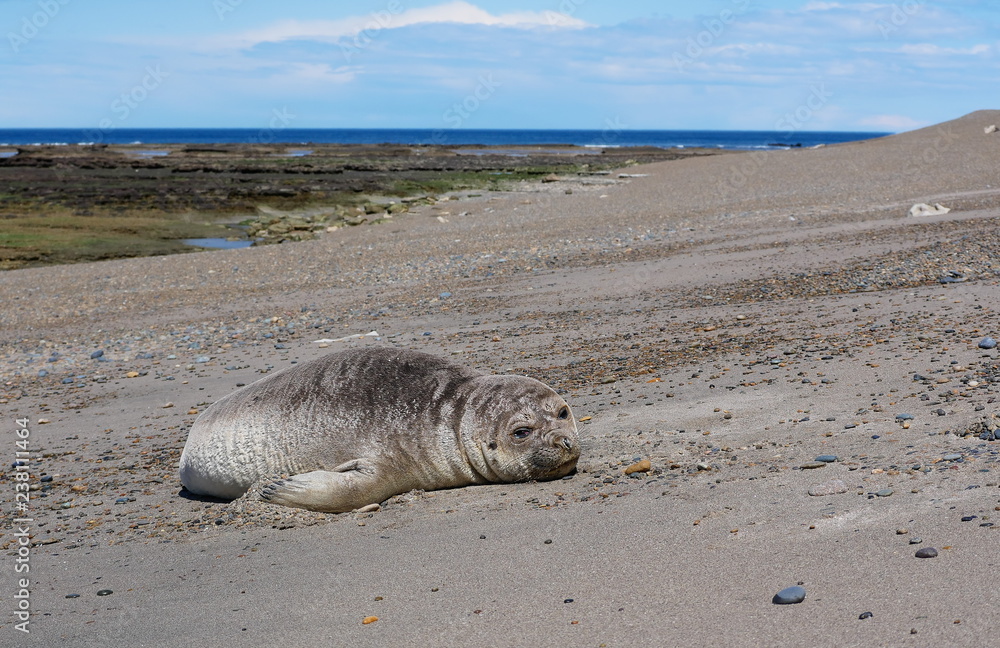 Sea elephants rest on the Atlantic Coast of Patagonia